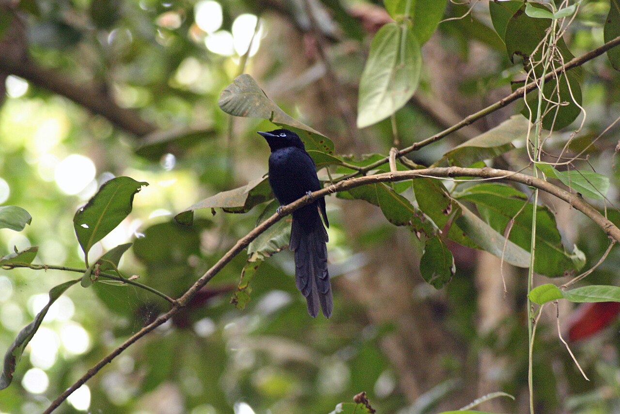 Gobe-mouche de paradis des Seychelles