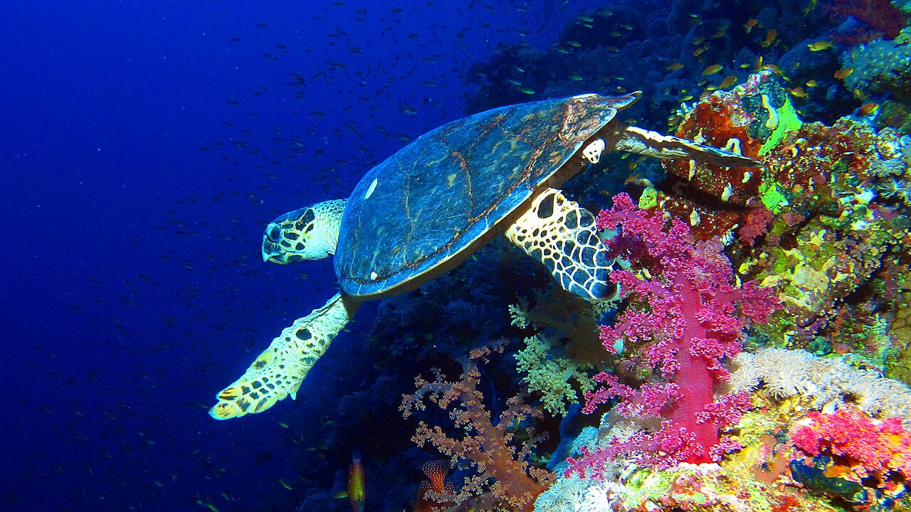Tortue imbriquée sur un récif