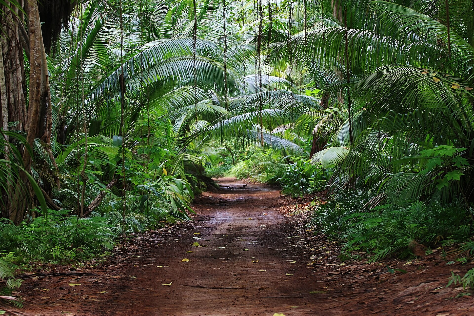 Denis, Seychelles
